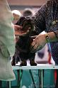 Crufts2011_2 991